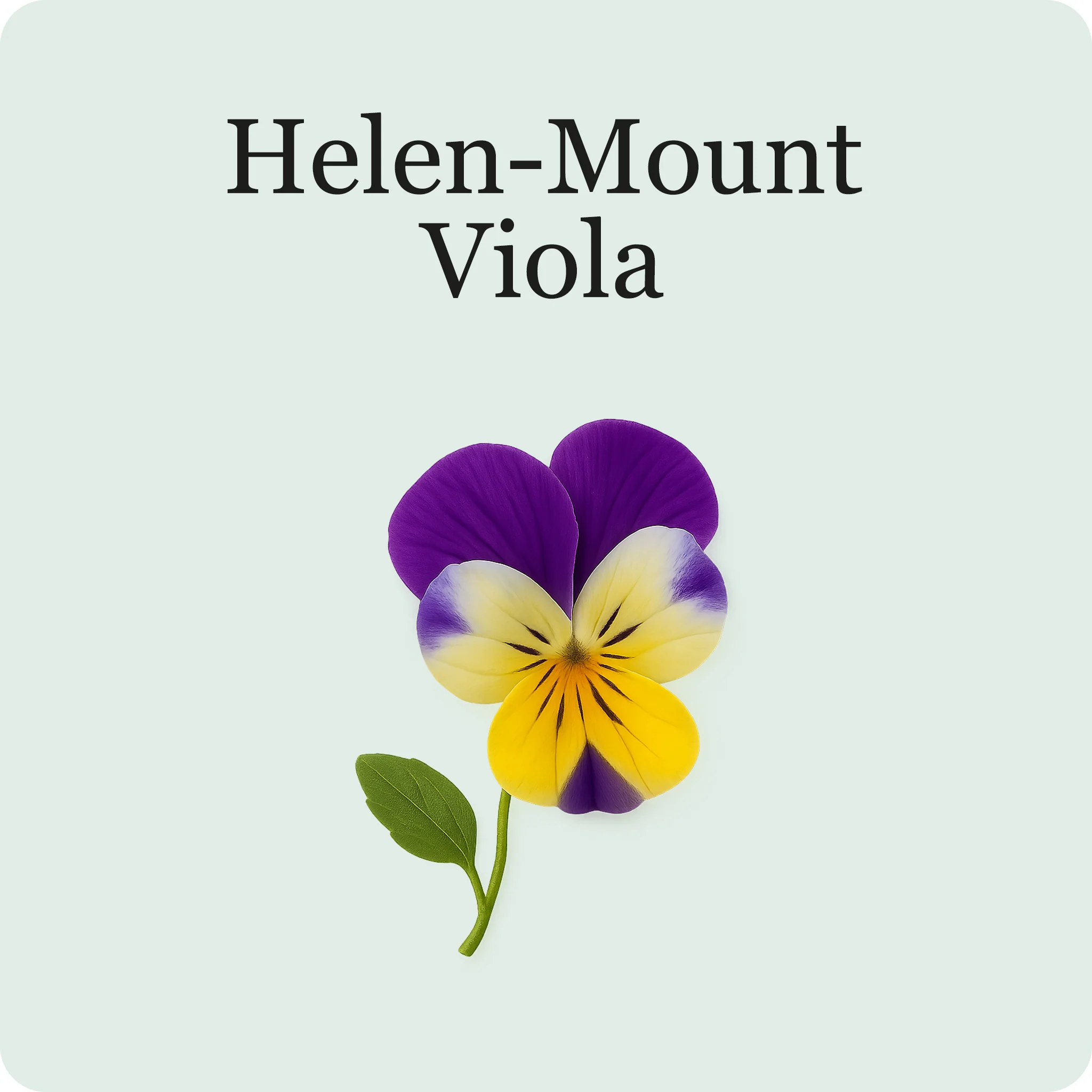 Edible Flower Mix - Image 3