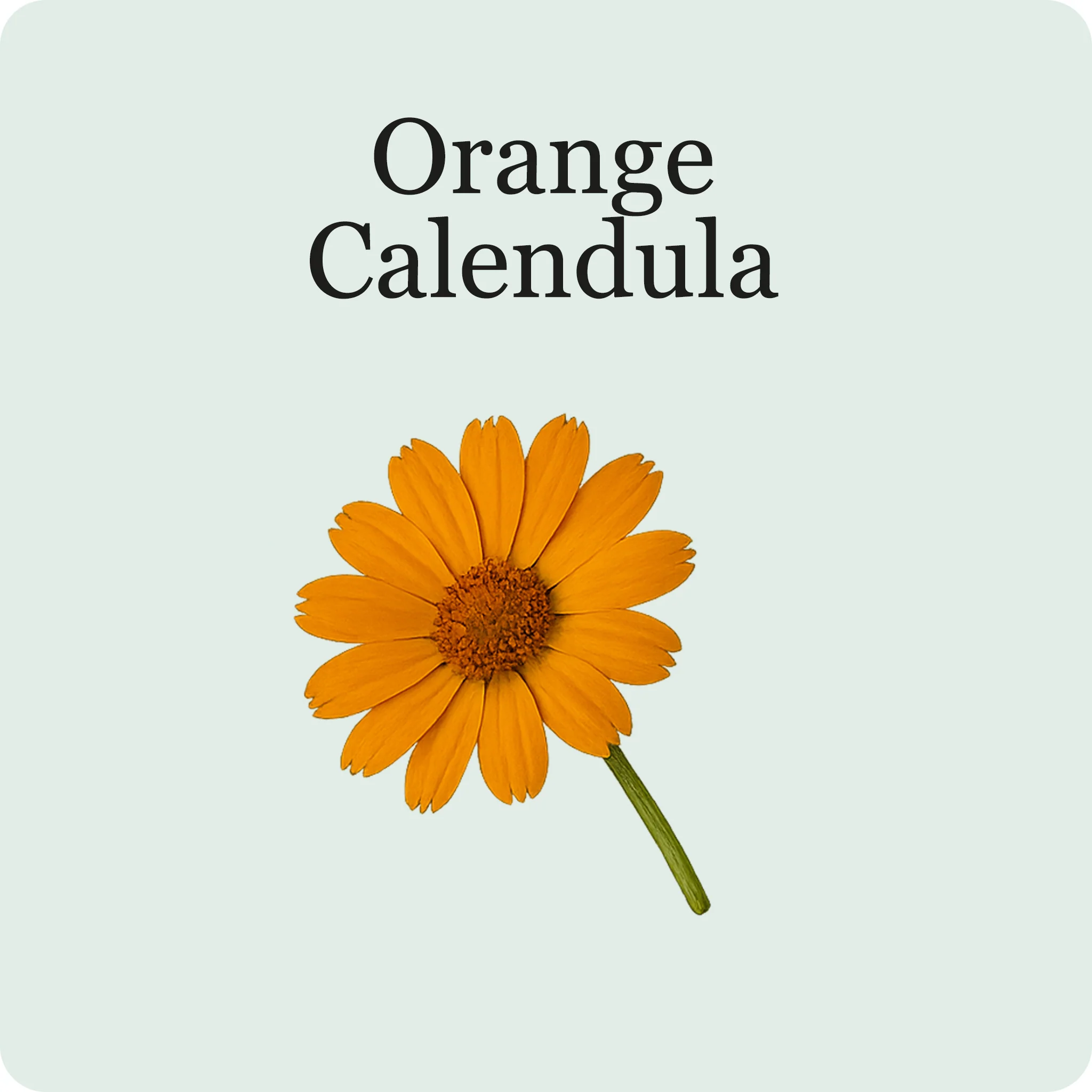 Edible Flower Mix - Image 4