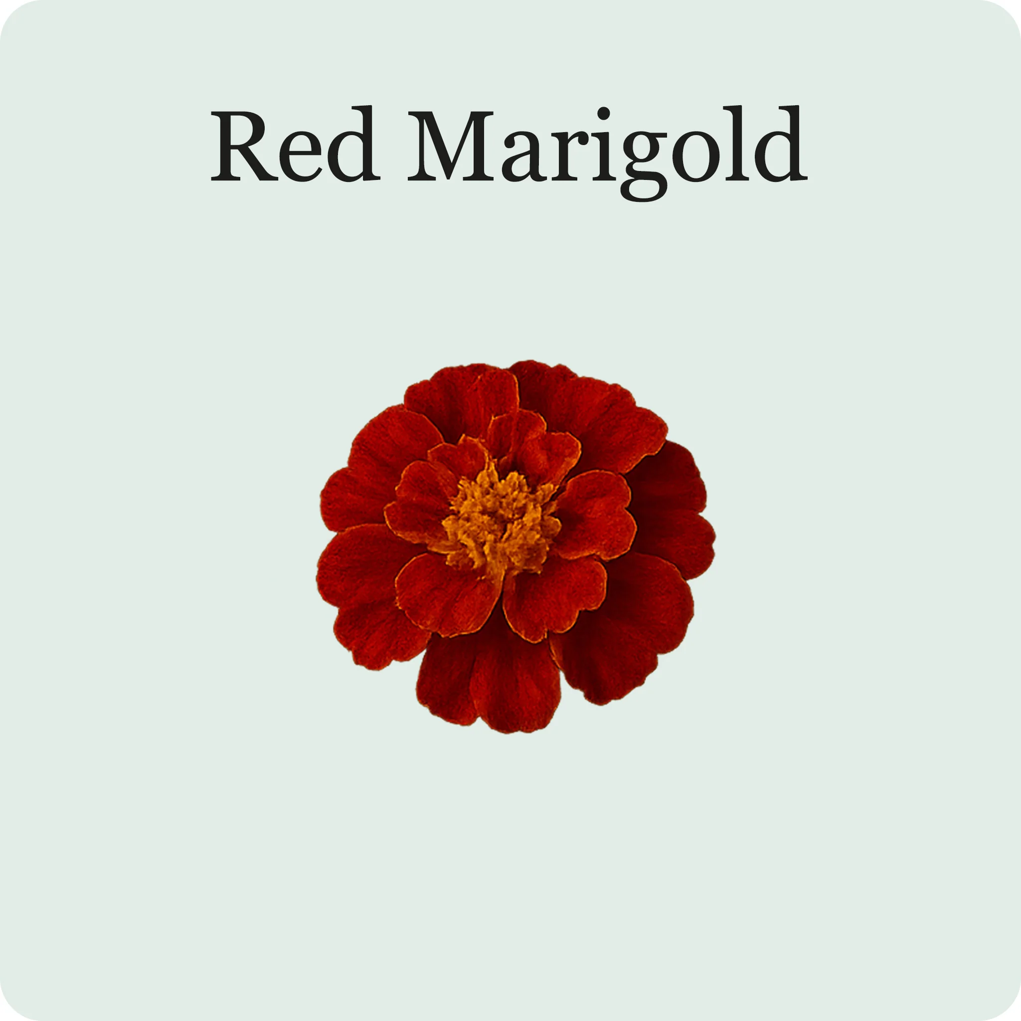 Edible Flower Mix - Image 5