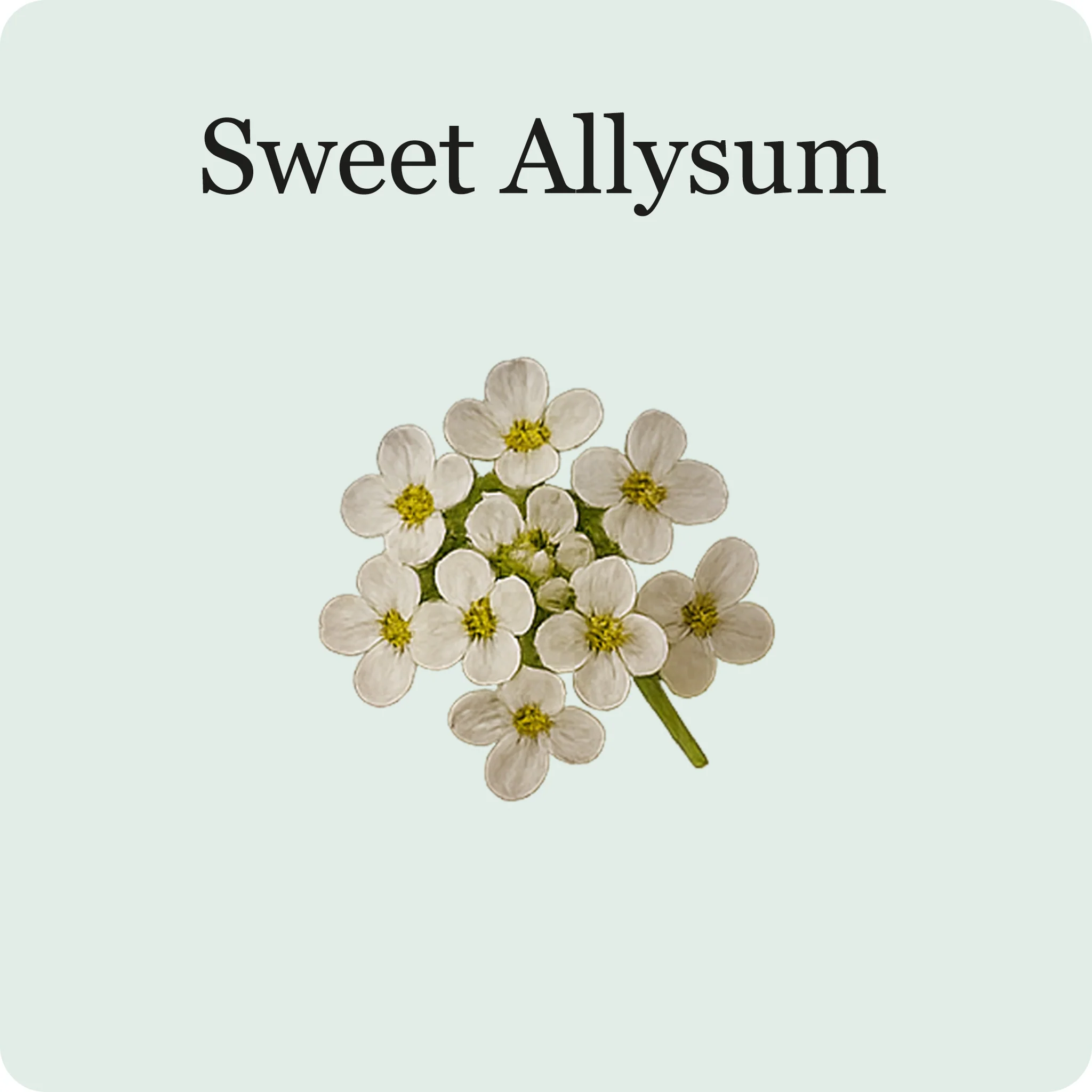 Edible Flower Mix - Image 6