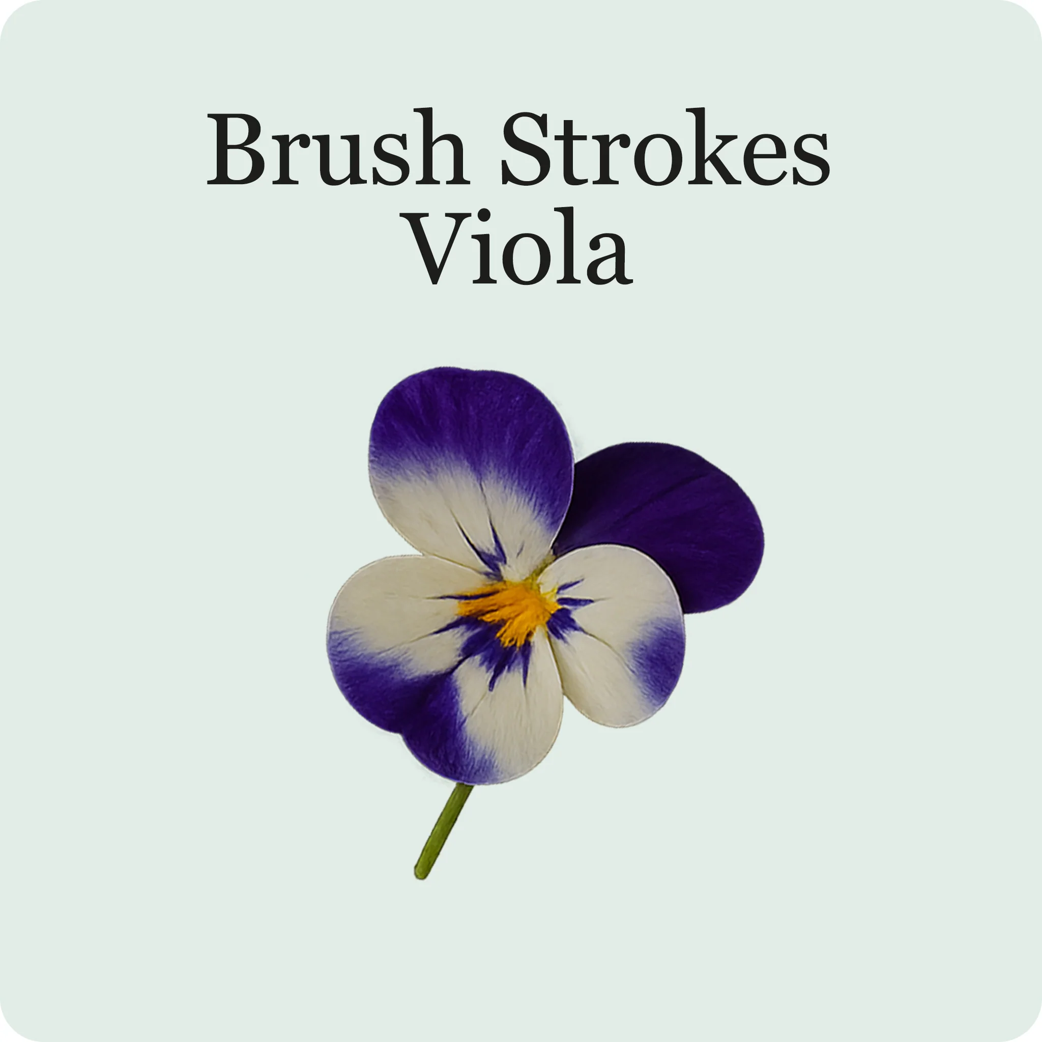 Edible Flower Mix - Image 7