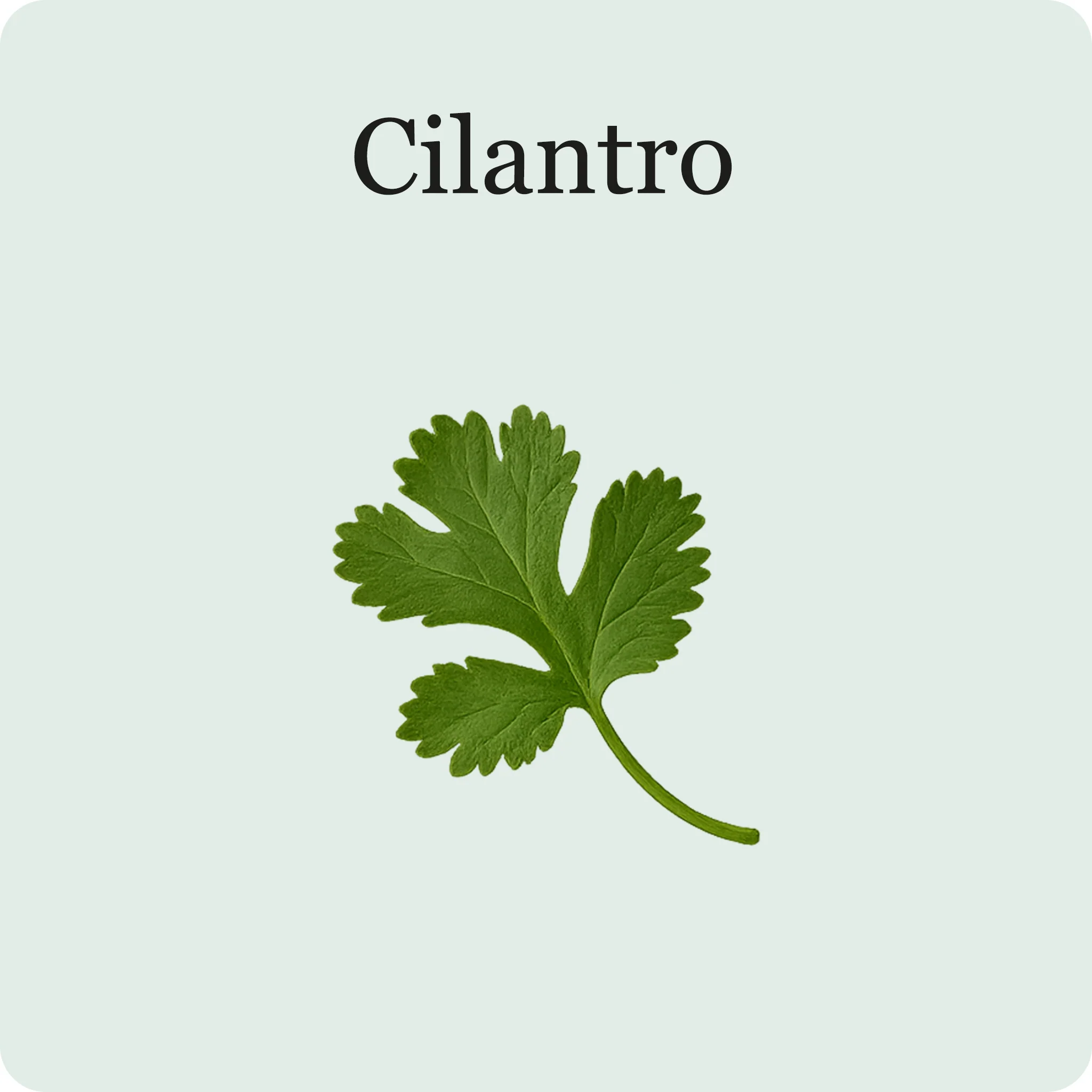 Herb Essentials - Image 3