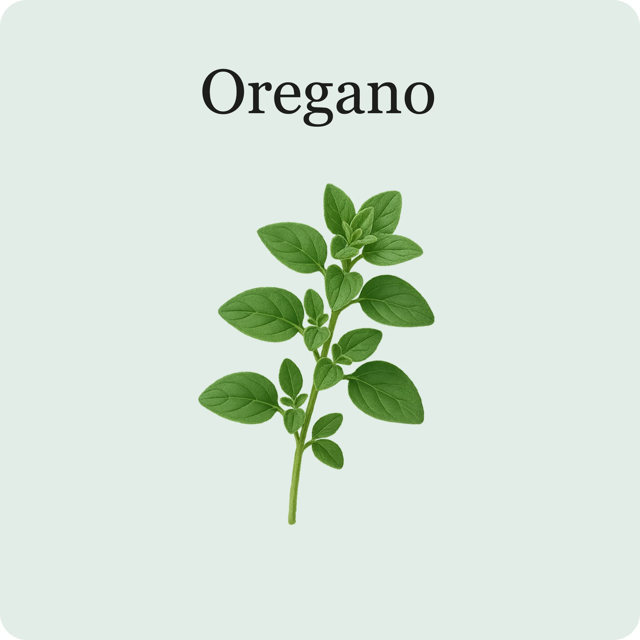 Herb Essentials - Image 4