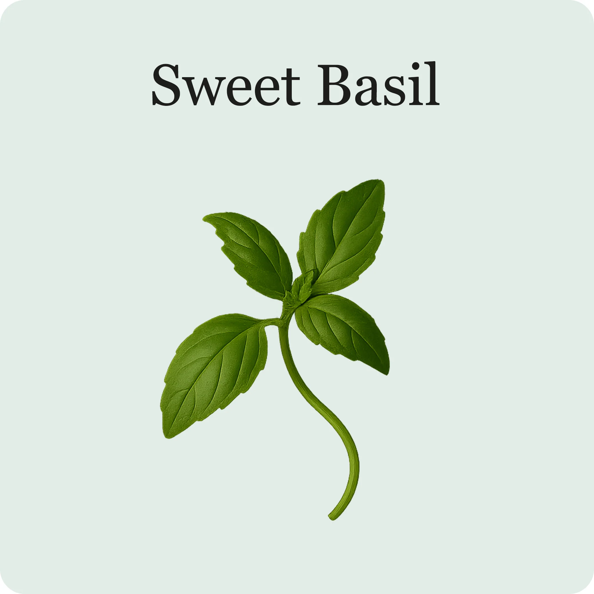 Herb Essentials - Image 6