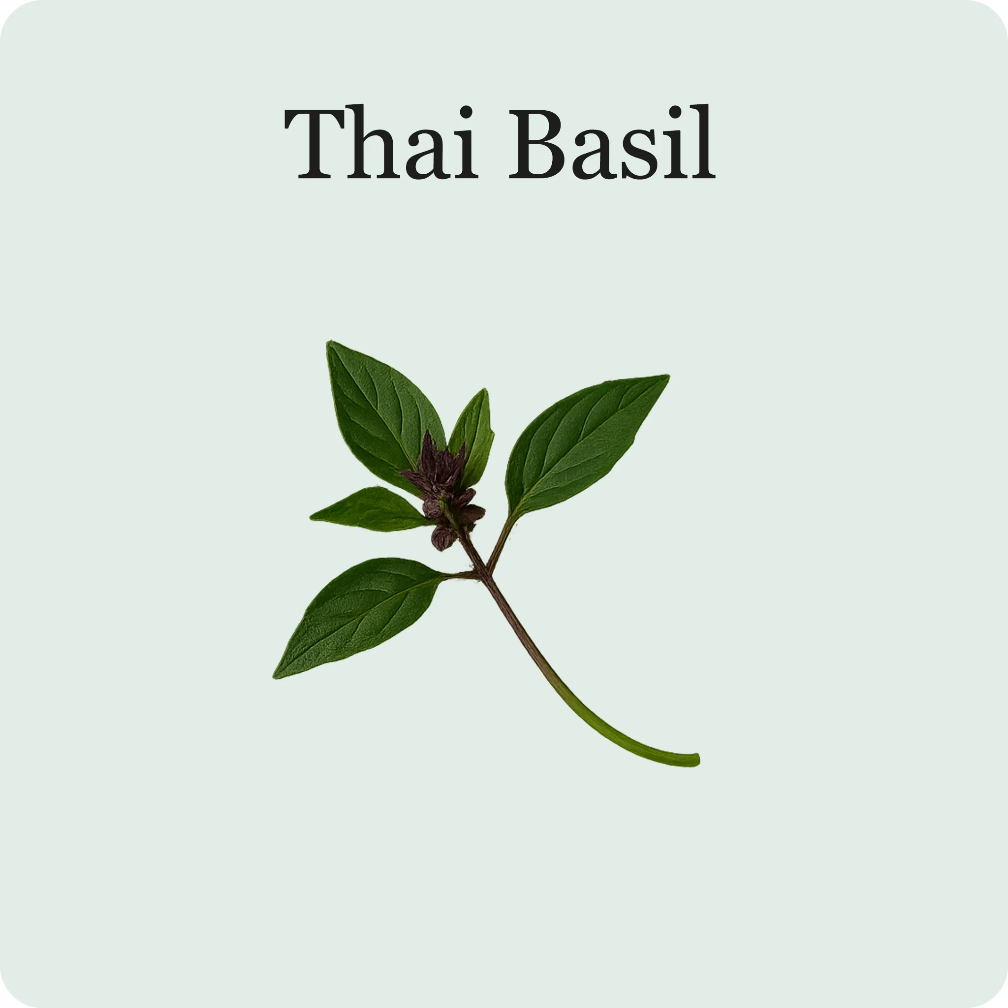 Herb Essentials - Image 7