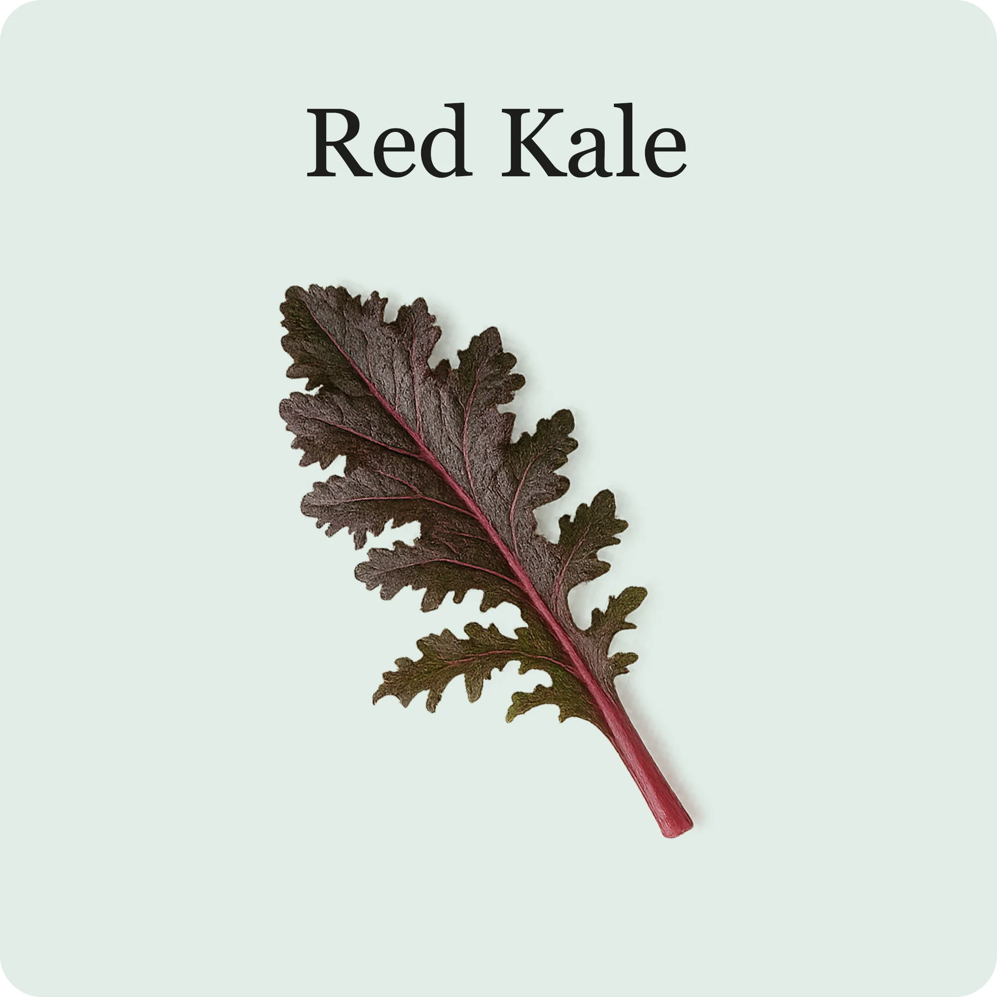 Kale Mix - Image 5