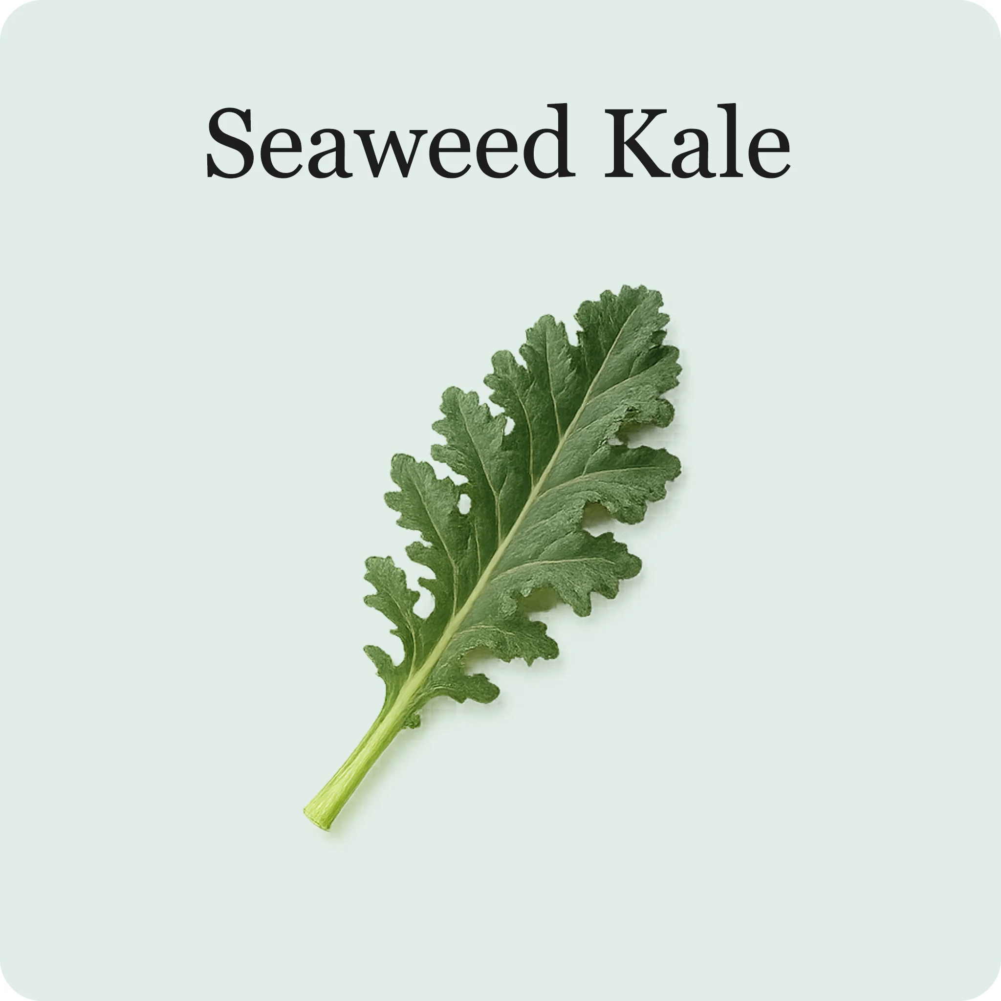 Kale Mix - Image 6