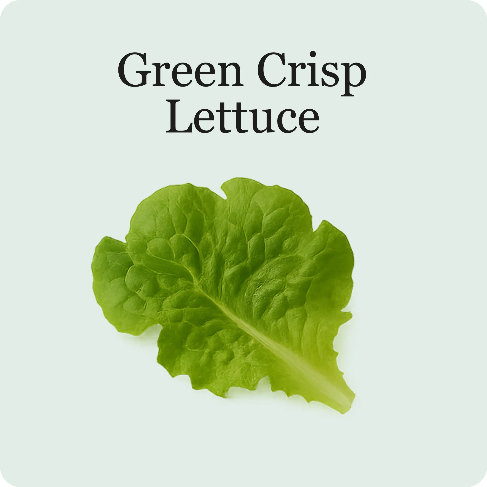 Lettuce Mix - Image 3