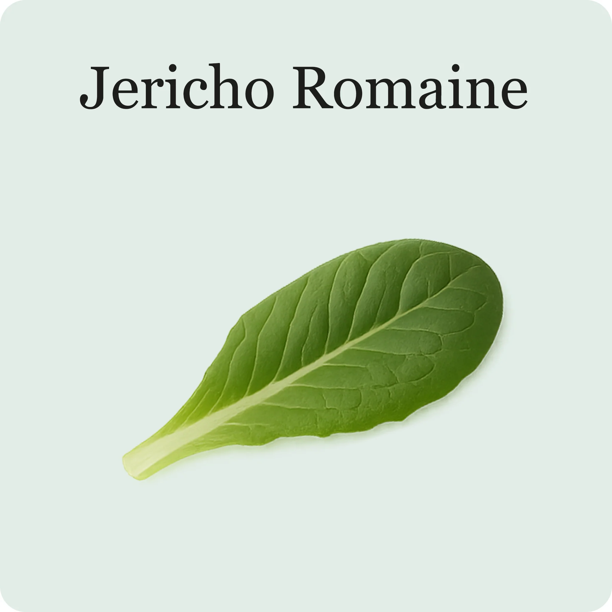 Lettuce Mix - Image 5