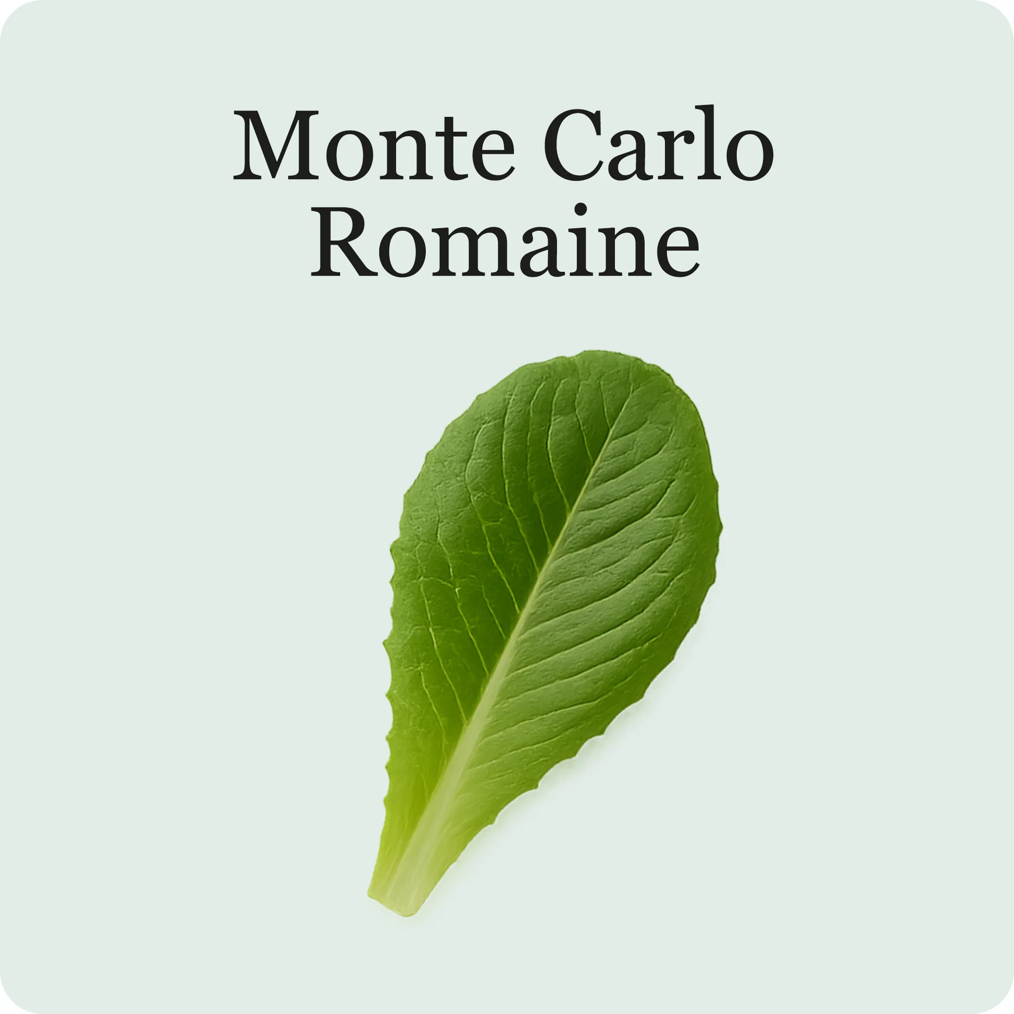 Lettuce Mix - Image 7