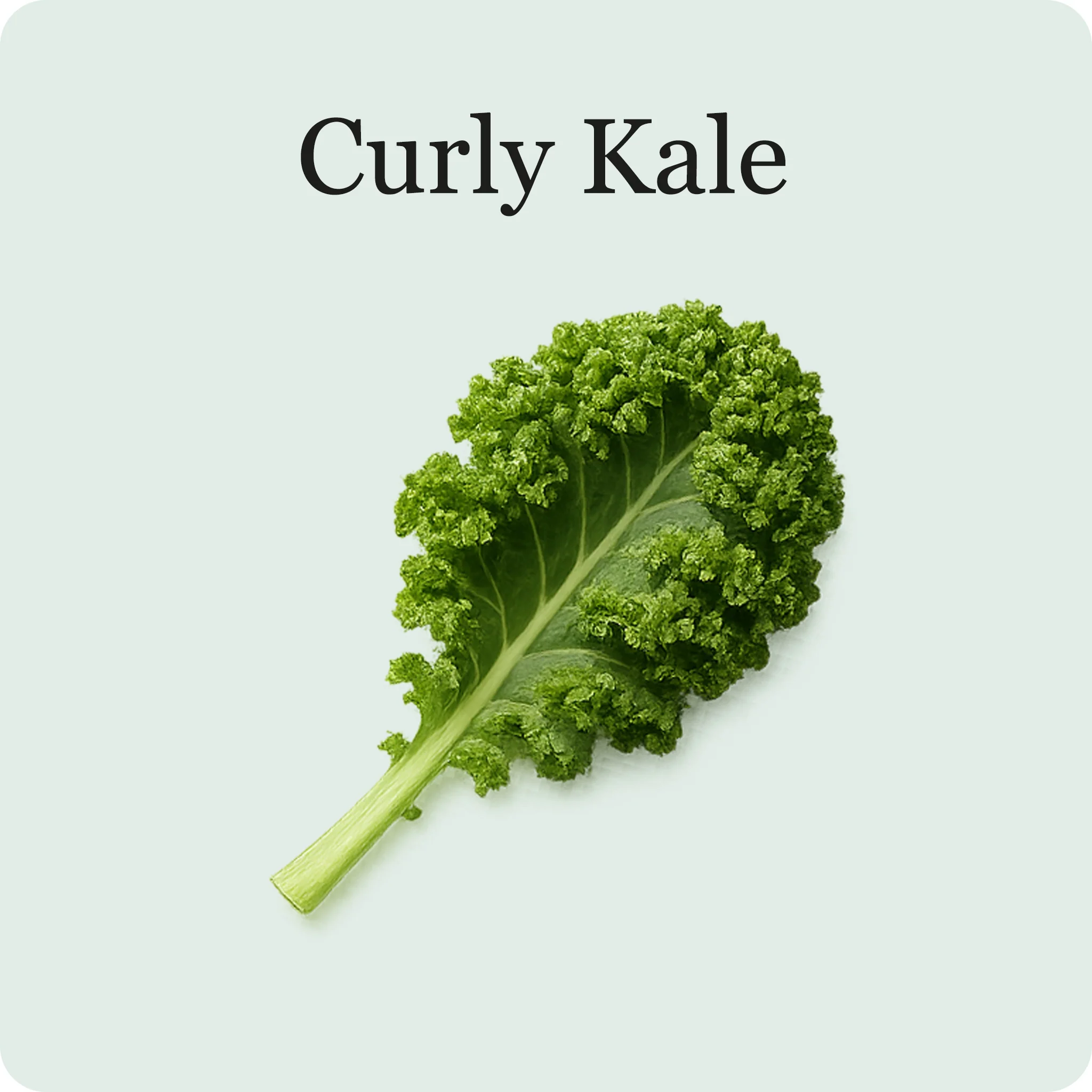 Superfood Salad Mix - Image 5