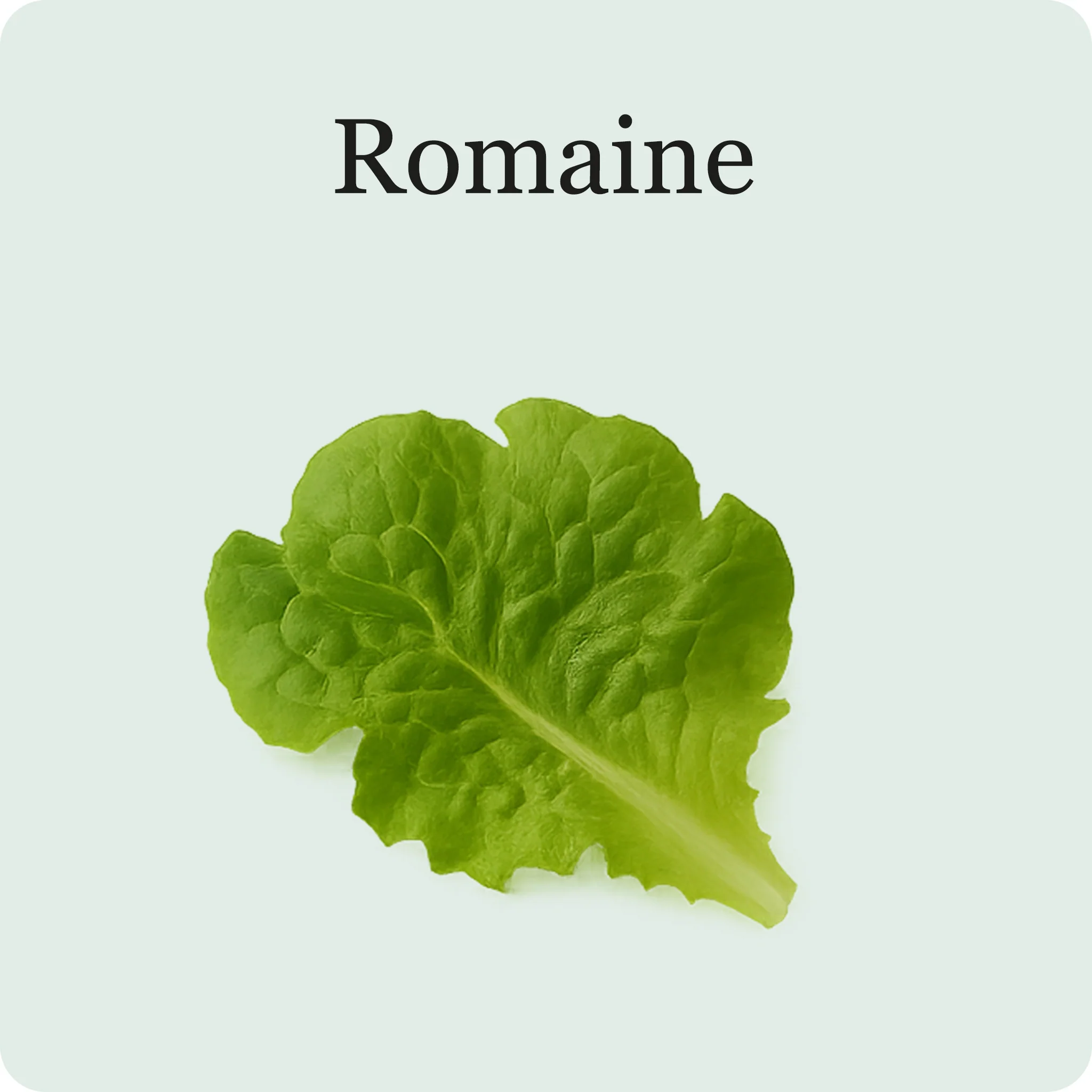 Superfood Salad Mix - Image 7